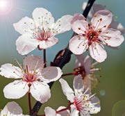 Cherry Blossom Picture